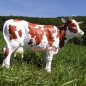 Preview: Cow figure brown colorful