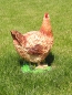 Preview: Chicken statue