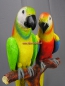 Preview: Pair of tropical birds