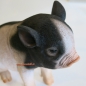 Preview: Deko Schweinchen
