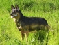 Preview: Shepherd dog stand-up figure large