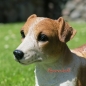 Preview: Jack Russell Terrier