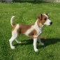 Preview: Jack Russell Terrier