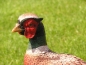 Preview: Pheasant figure