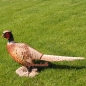 Preview: Pheasant figure