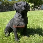 Preview: Labrador Figur schwarz Dekoration