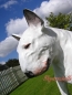 Preview: Rasse Pitbull
