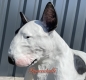 Preview: Deko Hund Kampfhund