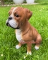 Preview: Boxer breed dog