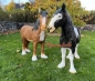Preview: Pferd auf wiese