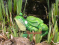 Preview: Garden decoration