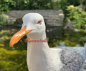 Preview: Seabird lifelike figure