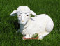 Preview: Little lamb figure