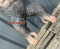 Preview: Gorilla Figur lebensecht hängend