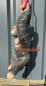 Preview: Gorilla Aufstellfigur für zum in den Baumhängen