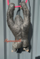Preview: Zoo Tierfigur Affe