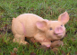 Preview: Pig as a decorative figure