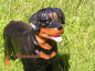 Preview: Rottweiler Deko Figur