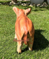 Preview: Aufstell Figur Wildschwein