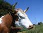 Preview: Stier Bulle Figur