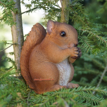 Acorn Kitten