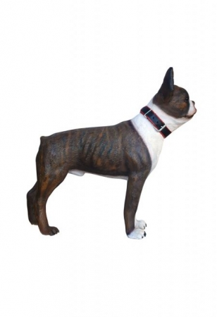 Preview: Boston Terrier Fotos Rassehund