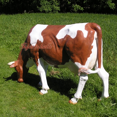 Cow in grazing posture life size