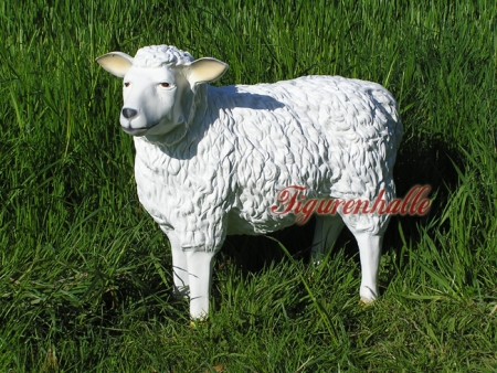 Large sheep