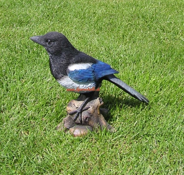 Magpie decoration nature