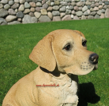 Labrador Retriever Kaufen