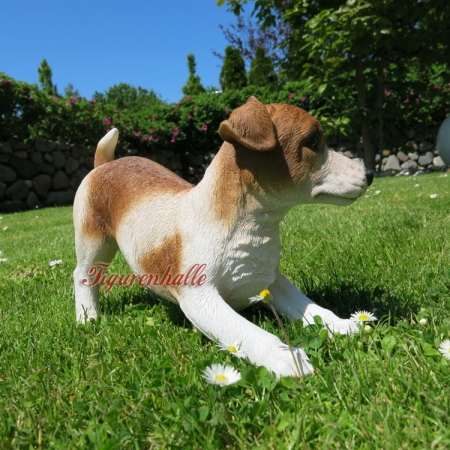 Jack Russell Terrier