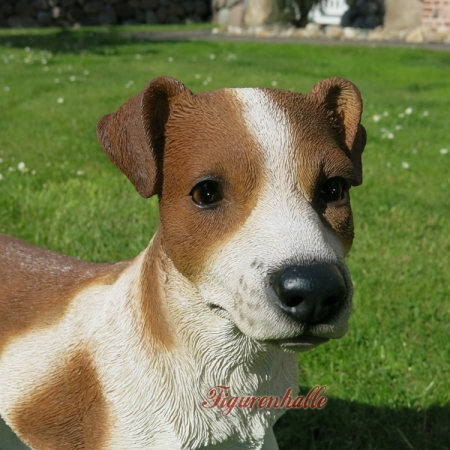 Jack Russell Terrier