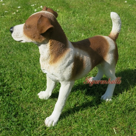 Jack Russell Terrier