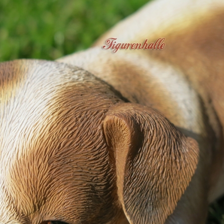 Jack Russell puppy