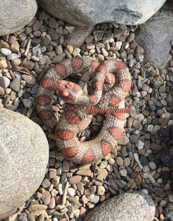 Klappaschlange lebensgroß Figur