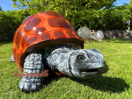 Garten Schildkröte Rasen