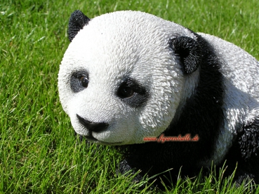 Panda bear