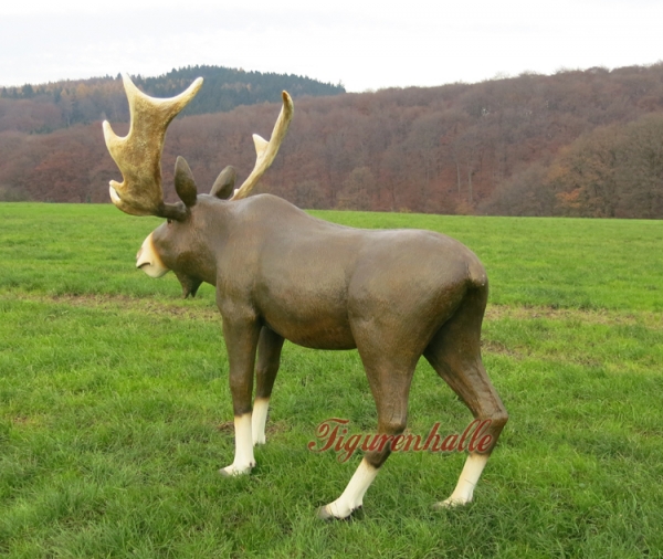 Canada Moose