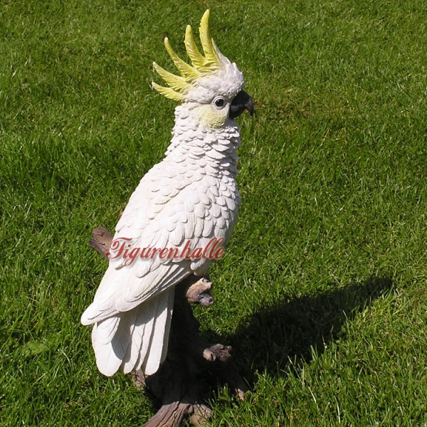 Cockatoo white