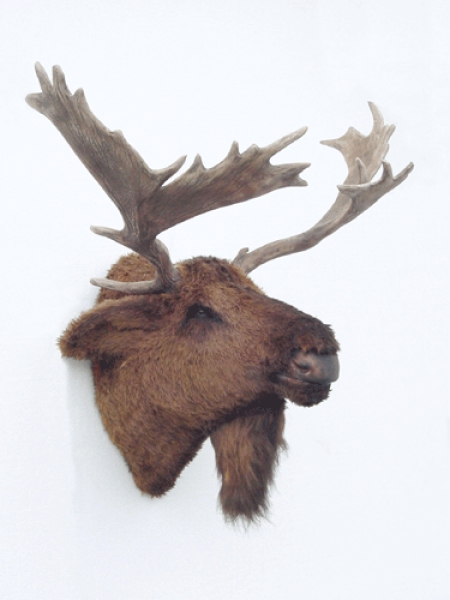 Moose head