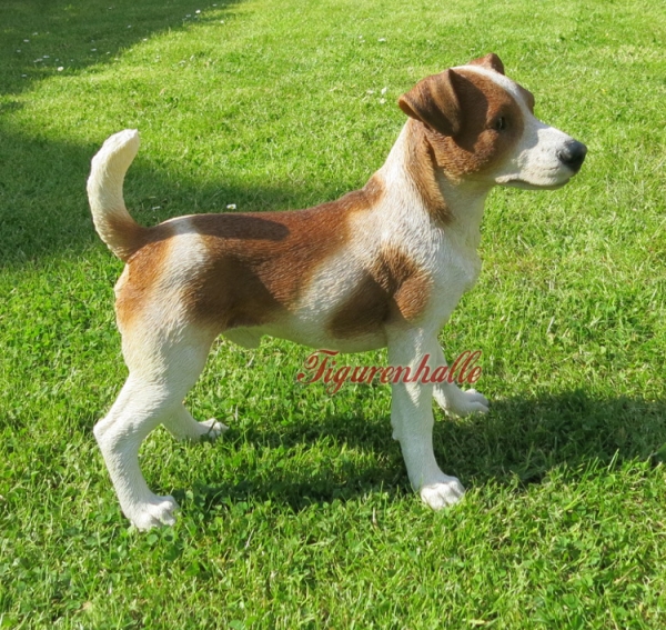 Jack Russell Terrier