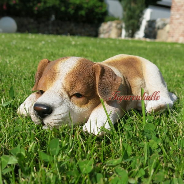 Jack Russell puppy