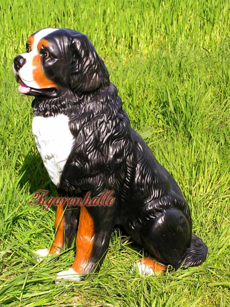 Berner Sennenhund Garten oder Eingangsbwereich